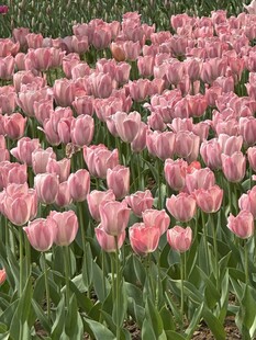 粉色郁金香花海