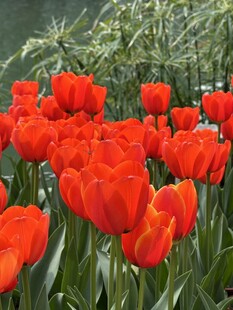 红色郁金香花丛