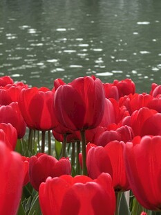 红色郁金香花海