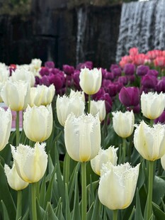 春日郁金香花海