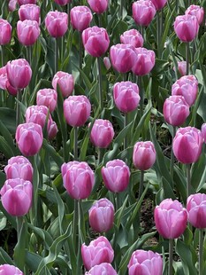 粉色郁金香花田