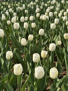 白色郁金香花田