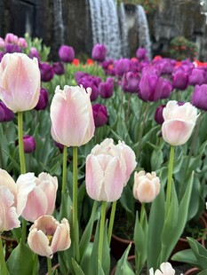 春日郁金香花丛