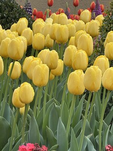 黄色郁金香花海