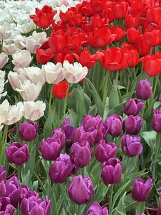 多彩郁金香花海