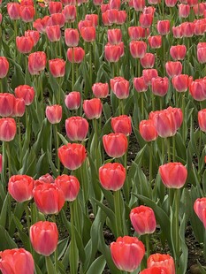 红色郁金香花海