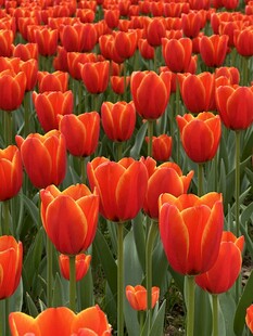 红色郁金香花海