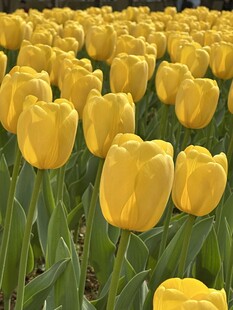 郁金香花田