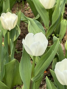 白色郁金香花丛