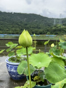 待放青嫩荷花苞