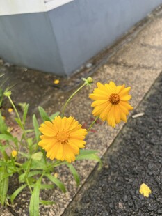路边两朵黄色小花