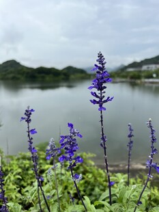 湖边蓝花山水风光