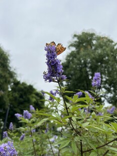 蝴蝶停在紫色花穗上