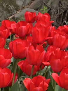 盛放的红色郁金香花丛