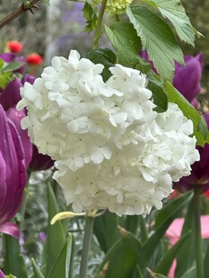 白色绣球花特写