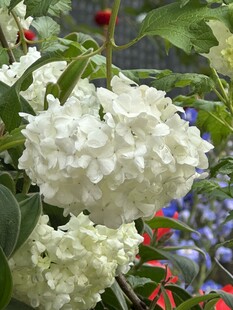 白色绣球花特写