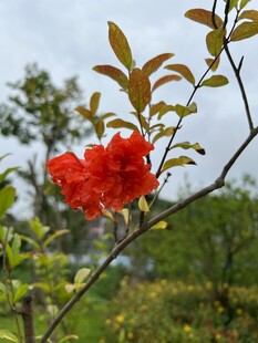 山间红杜鹃花枝