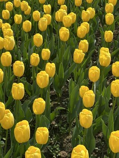 郁金香花田