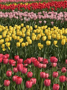 多彩郁金香花田