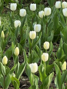 白色郁金香花丛