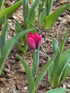玫红郁金香花苞