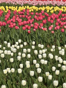 多彩郁金香花田