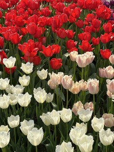 多彩郁金香花海
