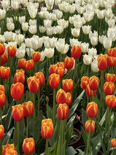 双色郁金香花田