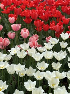 多彩郁金香花海