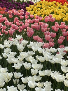 多彩郁金香花田