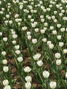 白色郁金香花田