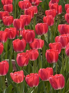 红色郁金香花田