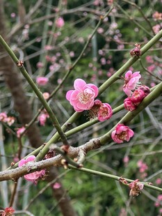 枝头初绽粉色梅花