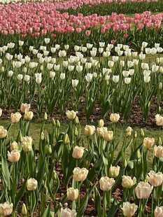 春日郁金香花田