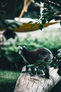 林间环尾狐猴