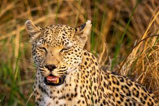 草丛里的野生花豹