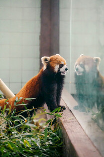 小熊猫望向玻璃倒影