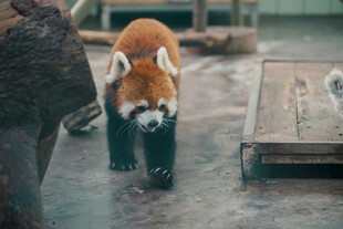 呆萌小熊猫迎面走来