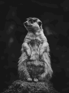 站立张望的狐獴
