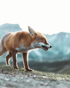 山野行走的野生狐狸