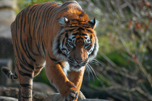 林间行进的老虎