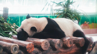 趴在木架上的大熊猫