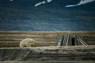 北极熊与极地小屋