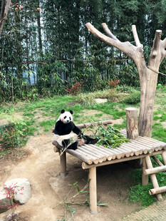 动物园里的大熊猫