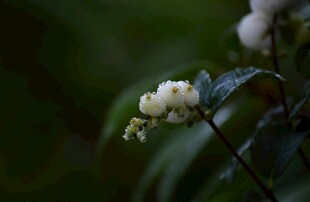 林间白色野果特写