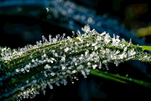 草叶上的霜花特写
