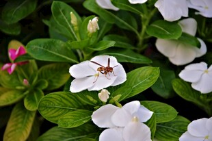 白色长春花特写