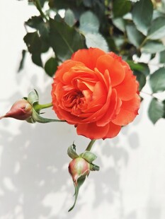 橙红玫瑰与待放花苞