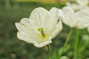白色清新小花