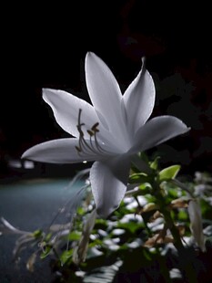 暗背景下的白色花朵
